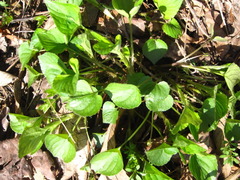Viola acuminata