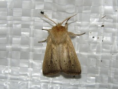 Sesamia nonagrioides