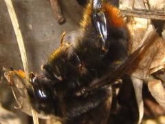 Bombus ignitus