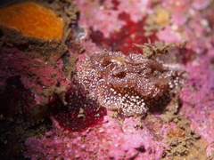 Goniodoris castanea