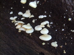 Clitopilus hobsonii