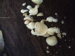 Clitopilus hobsonii