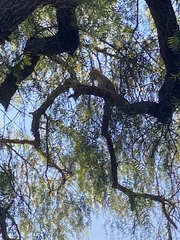 Nycticorax nycticorax