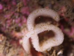 Goniodoris castanea