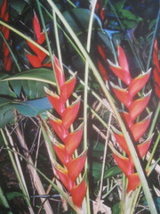 Heliconia bihai