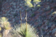 Ptilotula plumula