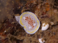 Diaphorodoris luteocincta