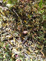 Uromyces polygoni-avicularis