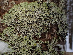 Hypogymnia incurvoides