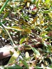 Uromyces polygoni-avicularis