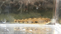 Etheostoma coosae