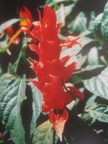 Ruellia chartacea observed 2001-08-11