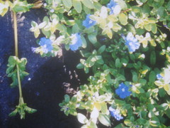 Evolvulus glomeratus