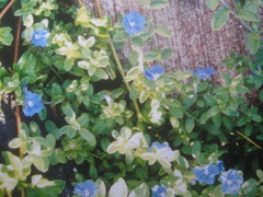 Evolvulus glomeratus