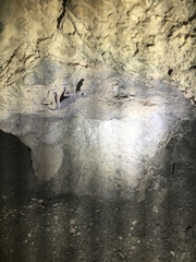 Ptyodactylus