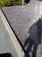 Coleonema pulchellum