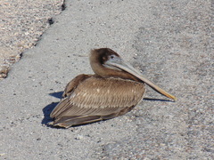 Pelecanus occidentalis