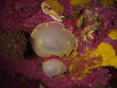 Cadlina laevis
