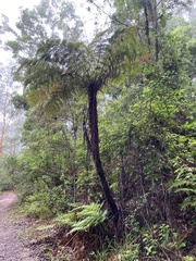 Cyathea australis
