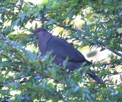 Patagioenas araucana