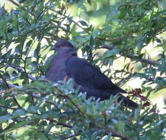 Patagioenas araucana