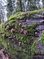 Mycena alcalina