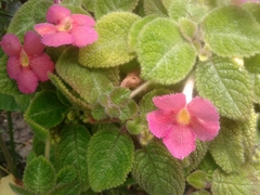 Episcia