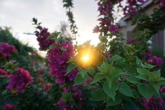 Bougainvillea