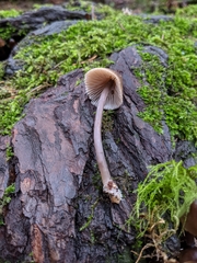 Mycena alcalina