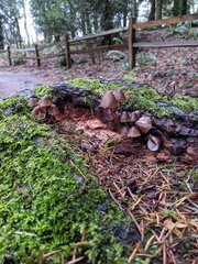 Mycena alcalina