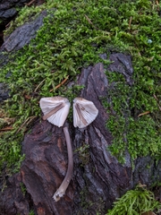 Mycena alcalina