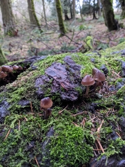 Mycena alcalina
