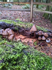 Mycena alcalina