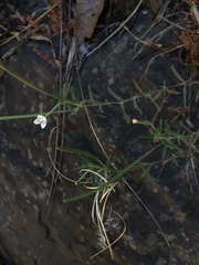 Epilobium hirtigerum