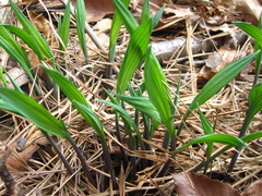 Iris rossii