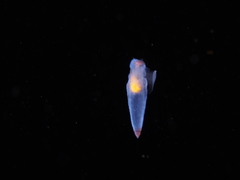 Clione limacina