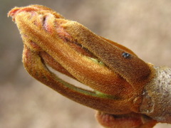 Toxicodendron trichocarpum
