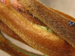 Toxicodendron trichocarpum