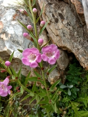 Agalinis genistifolia