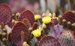 Opuntia