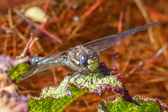 Rhionaeschna variegata