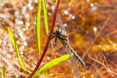 Rhionaeschna variegata