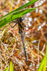 Rhionaeschna variegata