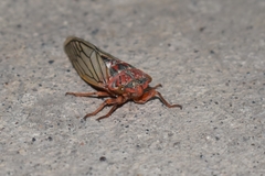 Calliopsida cinnabarina