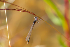 Cyanallagma interruptum