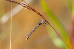 Cyanallagma interruptum