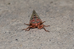 Calliopsida cinnabarina