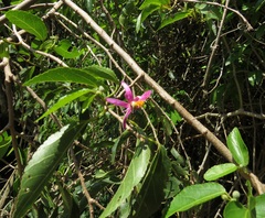 Grewia occidentalis occidentalis