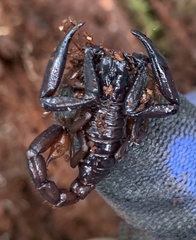 Chactas vanbenedenii