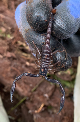 Chactas vanbenedenii